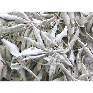 XÔ TRẮNG CÀNH (White sage leaves)_SAGE GARDEN