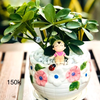 Chậu ngũ gia bì, cây để bàn.