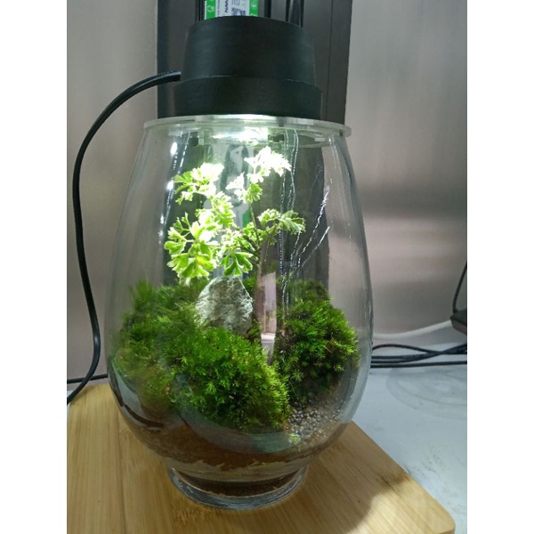 Đèn Moss Light làm terrarium, tiểu cảnh...