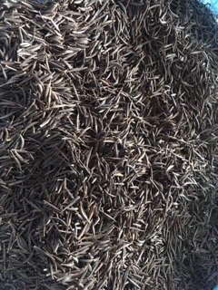 Hạt giống Hoa Cúc cánh bướm 50 hạt