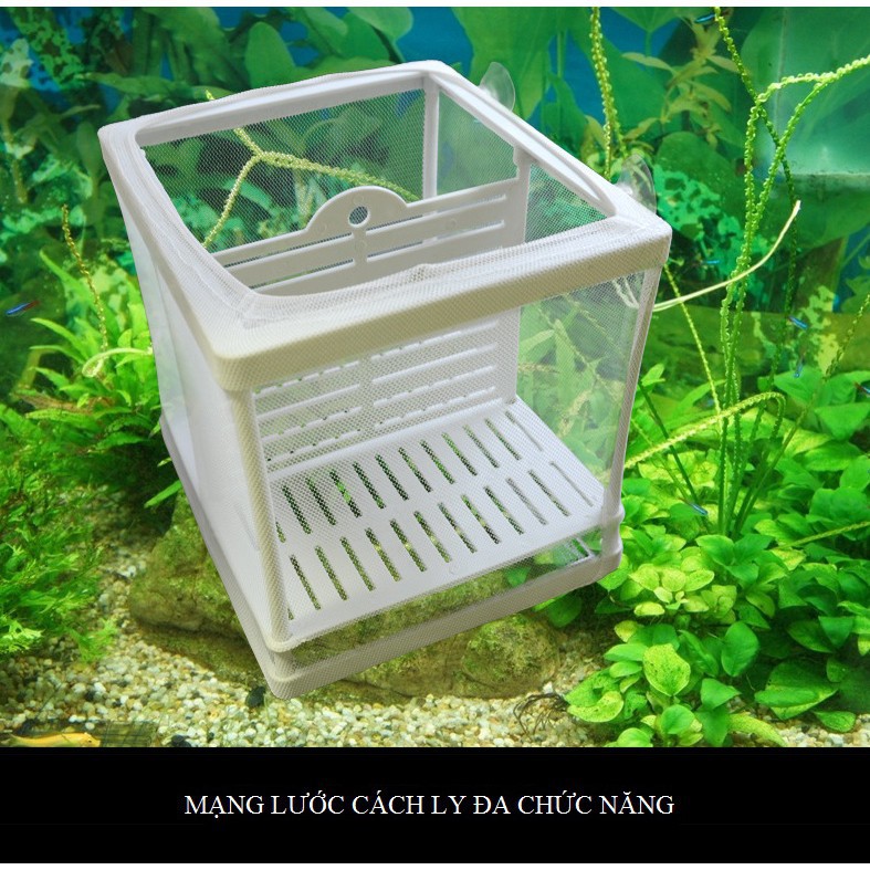 Hộp cách ly bể cá, lồng dưỡng cá đẻ, lồng nuôi cá con
