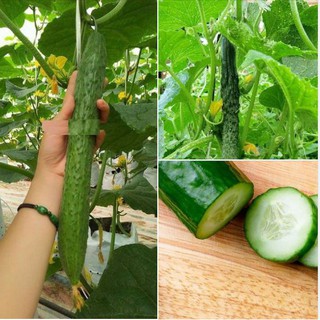 10 Hạt giống Dưa Chuột Trái Dài Nhật ( Dưa Chuột Kiếm )(Kèm kích thích hạt nảy mầm)