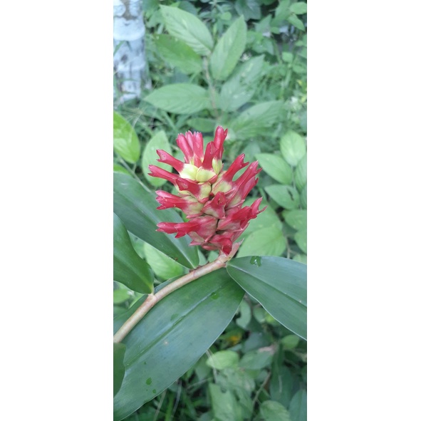 Cây Cát Lồi Giống (1 chậu)