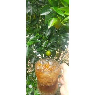 Tắc xí muội, tắc,mật ong,đường phèn.