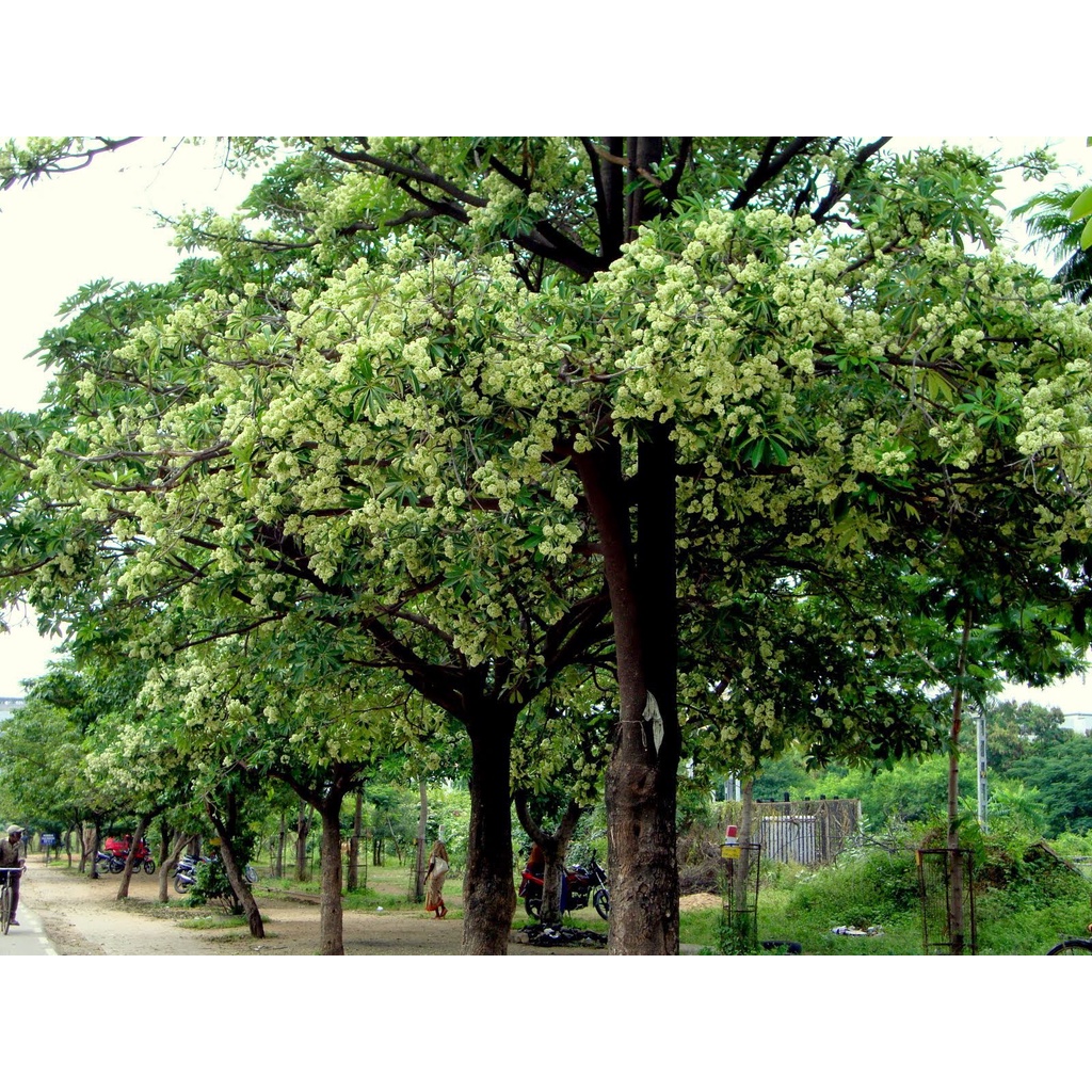 Cây Giống Hoa Sữa