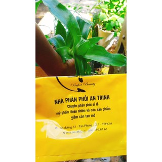 Cây lược vàng nhà trồng ( 1 cây )