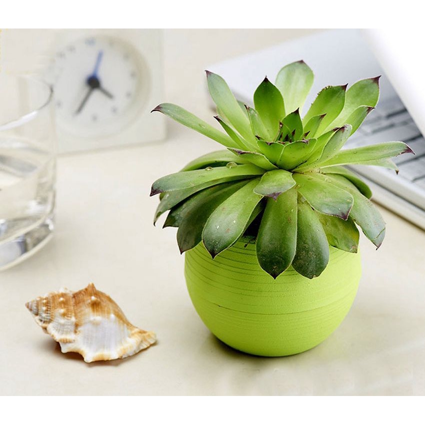 Chậu hoa nhựa mini dễ thương