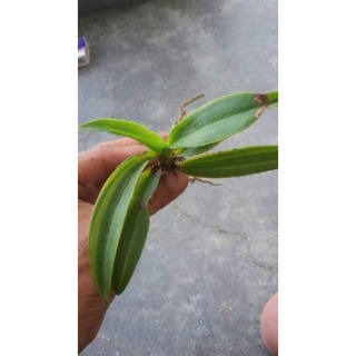 Lan hồ điệp rừng trăm hoa