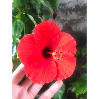 Hoa dâm bụt các màu