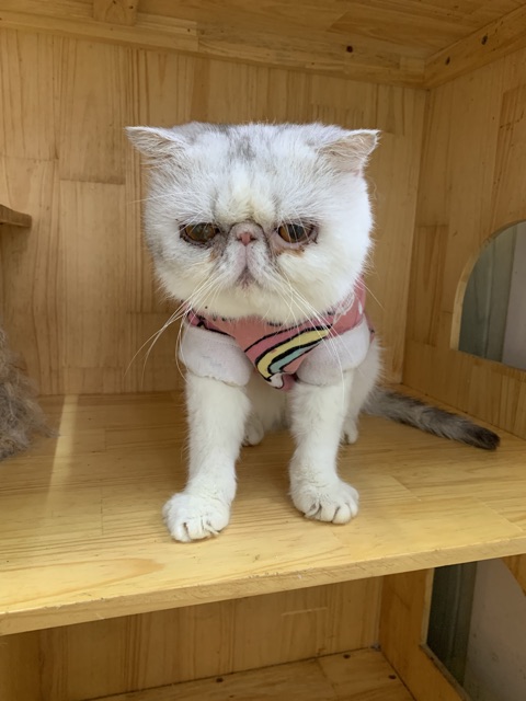 Nước lau vết ố mắt cho chó mèo Shows Off