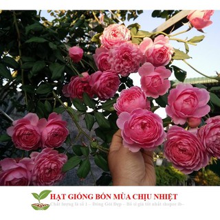 HG8A GÓI 20 HẠT HOA HỒNG LEO PHÁP nhiều màu ĐẾN MÙA TRỒNG TẾT luckyseed hạt siêu rẻ