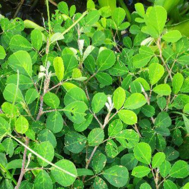 Cây Kim Tiền Thảo tươi cây vảy rồng làm thảo dược 1kg