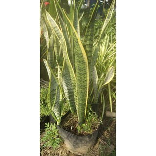 Lưỡi hổ 45k / chậu 3cây