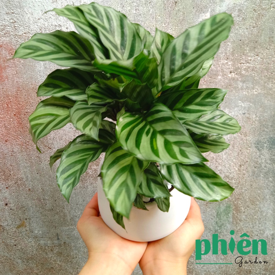 Cây Đuôi Công Xanh Sọc Xanh Calathea Bella để bàn kèm chậu gốm tráng men