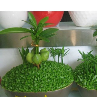 400h hạt giống cỏ may mắn