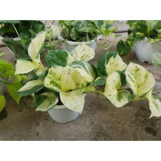 Cây trầu bà Trầu Bà Manjula Pothos