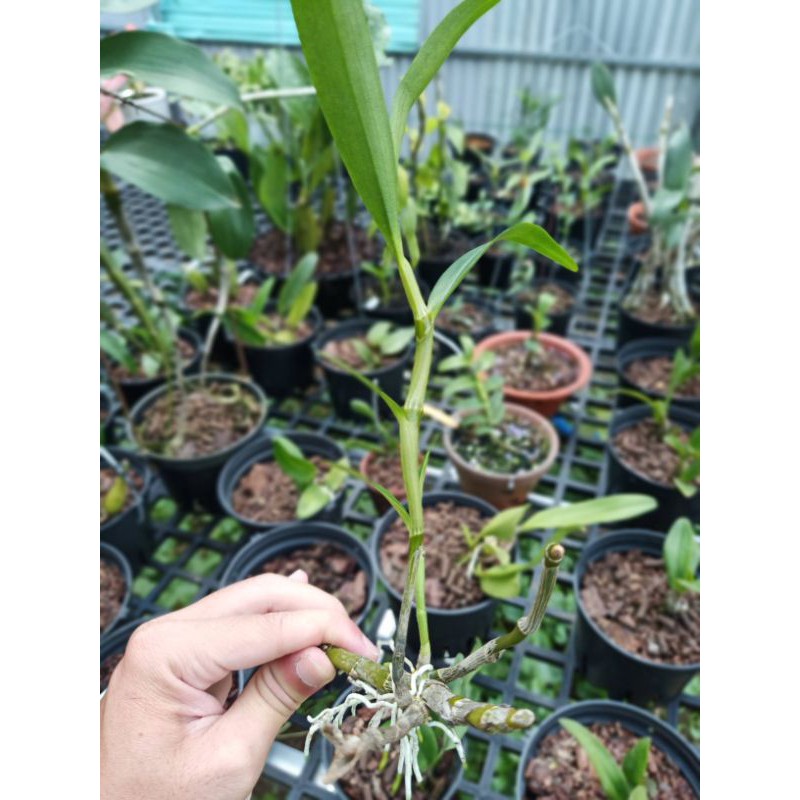 Kie giống lan Dendro xuân