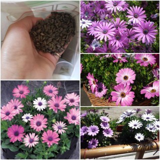 Hạt giống hoa cúc nam phi mix màu - 20 hạt