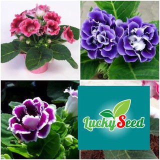 Gói 50 hạt giống tử la lan nhiều màu LUCKYSEED