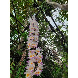 Lan hoàng thảo tam bảo sắc_hàng rừng
