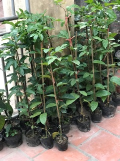 Cây chanh leo chỉ 30k