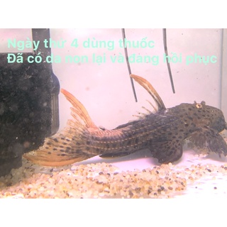 THUỐC ĐẶC TRỊ NẤM CHO PLECO
