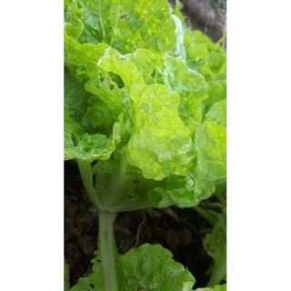 [Big Sale] Hạt giống cải dúng Thái lan