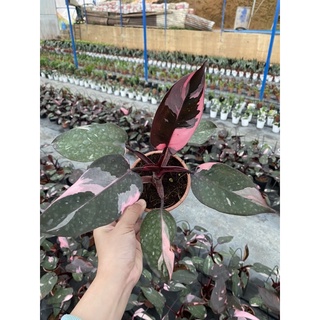 Cây Philodendron pink princess ( Công chúa hồng)