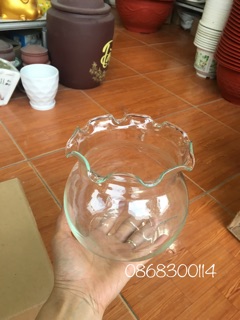Bể cá, bình cá thuỷ tinh miệng bèo để bàn ( 13x13)