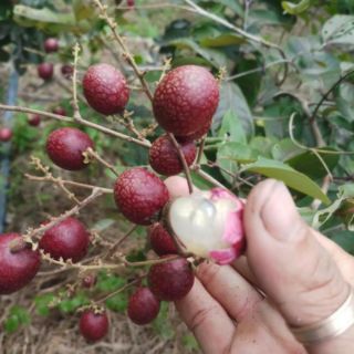 Cây 🌲 Nhãn đỏ... trái đỏ