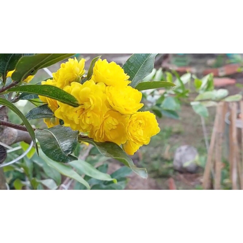 combo 2 cây cúc hoa hồng thanh tú