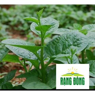 20g hạt giống rau mồng tơi luykyseedvn