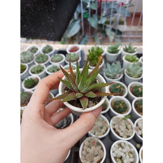 Sen đá móng rồng