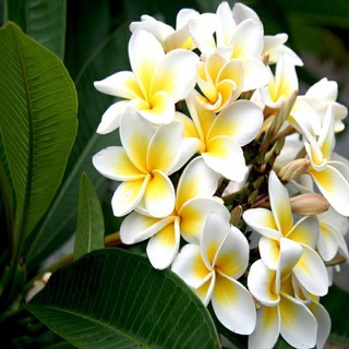 Hạt giống hoa sứ thái