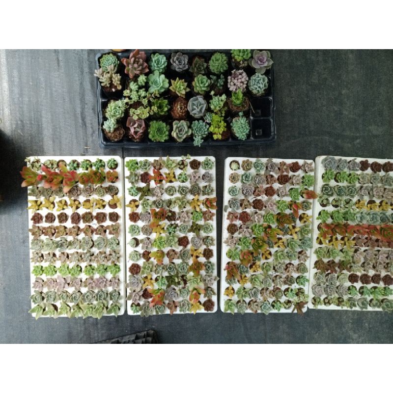 Sale 20% sen vỉ 84 cây mix đủ loại