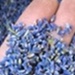 Túi thơm để phòng tắm tủ quần áo ngủ KIMCHIBIKINI nụ oải hương nước hoa treo xe hơi ô tô lavender cao cấp PK001