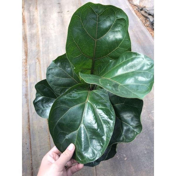 Chậu cứng Bàng Singapore cao từ 30-90cm