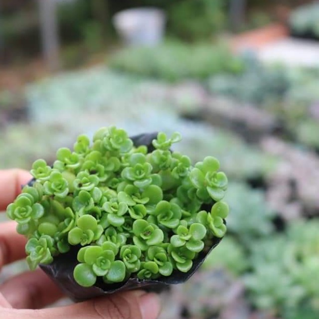 Sen đá sedum vảy cá