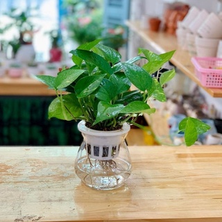 Trầu bà thủy sinh ( BÌNH THỦY TINH)