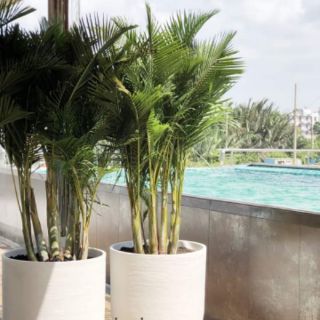Cây 🌲 Cau Vàng Đài Loan lớn