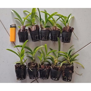 Cây giống dendro màu mix màu