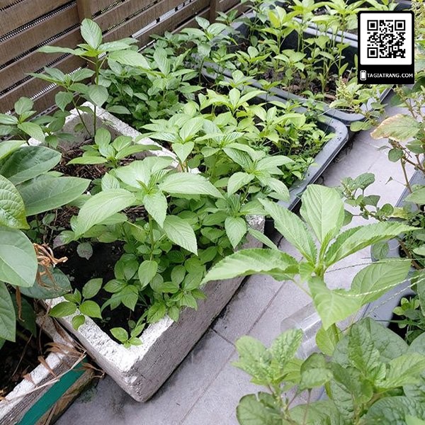 Hạt giống rau đay xanh- Sản phẩm trồng thử tập làm vườn cùng Tạ Gia Trang