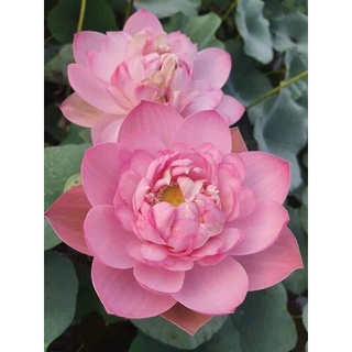 Củ sen Hồng tiểu thư