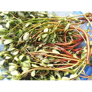 Hạt giống rau sam đất HN (0.5g)