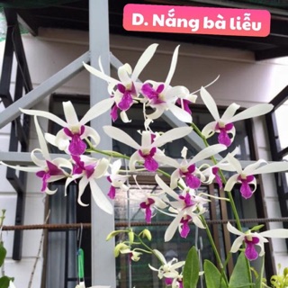 Hoa lan denro Nắng bà liễu xưa trưởng thành chậu p12