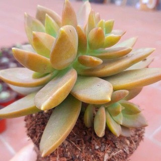 Sen đá đá đỏ.