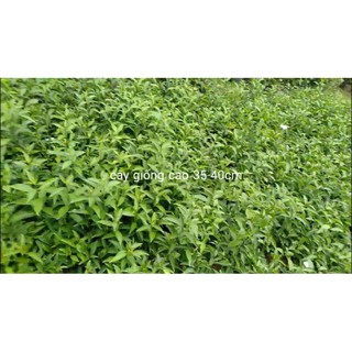 Hoa Nhài Nhật cây giống