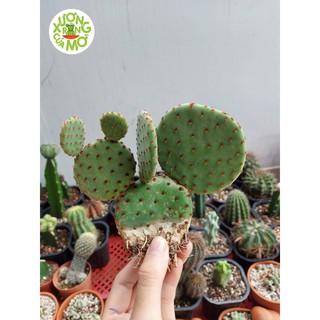 Xương rồng tai chuột mickey