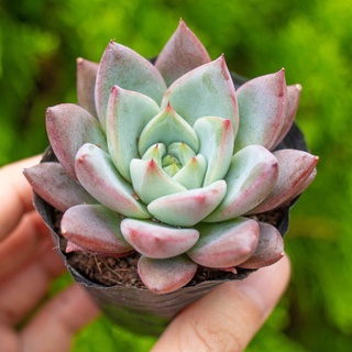 Sen đá mận đỏ 5-7cm - Vườn sen đá