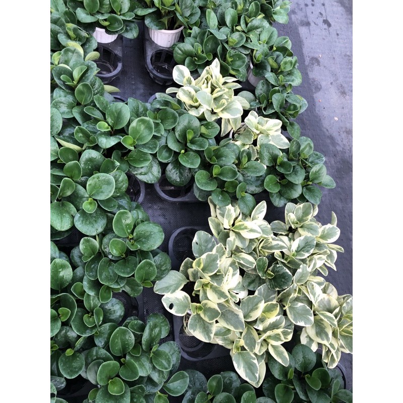 Cây TRƯỜNG SINH CẨM THẠCH chậu lớn